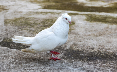 Wall Mural - A white domestic pigeon walking on the concrete floor in the evening