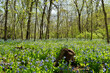 Illinois Canyon wild flowers in spring Starved Rock State Park Illinois
