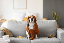 Cute Beagle Dog With Warm Sweater At Home On Autumn Day