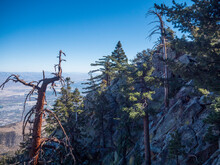 View Of The Forest In Mount San Jacinto