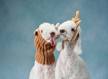 Two Dogs Lick Lips, Stuck Out Their Tongue On Blue Background. Funny Christmas Bedlingtons With Deer Antlers