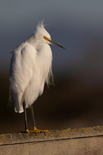 Close-up Of A Snowy Egret Perched In Beautiful Light