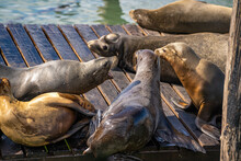 Sea Lions Lie On The Pier. 