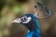 Peacock bird profile