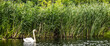 Swan swimming next to reed