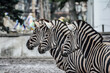 Three zebras from profile