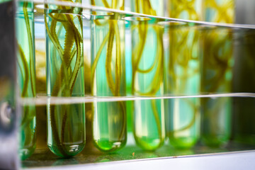 Wall Mural - green alga laboratory research, alternative biofuel energy technology, biotechnology concept
