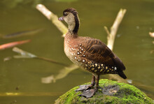 Dendrocygna Guttata, Spotted Tree Duck, The Spotted Whistling Duck Is A Member Of The Duck Family Anatidae And  This Duck Resides In Indonesia.