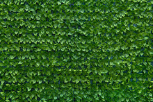 plastic gardening mesh with green leaves