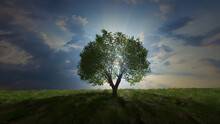 One Tree In The Meadow Love Nature Love Trees 3D