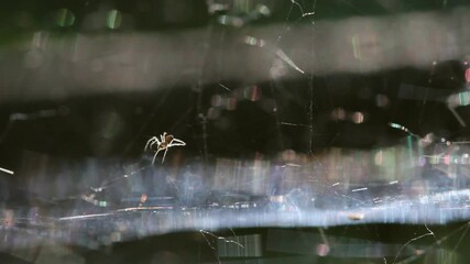 White spider webs flutter in the wind on tree to trap small insects on the blurry green background of leaf.