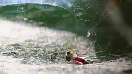 White spider webs flutter in the wind on tree to trap small insects on the blurry green background of leaf.