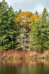 Wall Mural - edge of the forest by the lake with colourful foliage reflection on the water surface