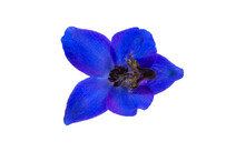 Blue Delphinium Flower Isolated