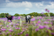 Two Horses Grazing Amongst Wildflowers In A Meadow, Canos De Meca, Cadiz, Andalusia, Spain