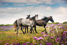 Wild Horses Running In A Field Of Wildflowers, Canos De Meca, Cadiz, Andalusia, Spain