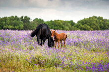 Mare And Her Foal Grazing Amongst Wildflowers In A Meadow, Canos De Meca, Cadiz, Andalusia, Spain