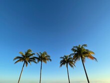 Four Palm Trees Against Blue Sky, Marathon, Florida Keys, Florida, USA