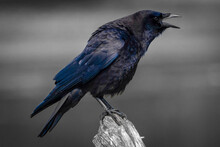 Portrait Of An American Crow Cawing On A Fence, British Columbia, Canada