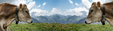 Animal Background Banner Panorama - Funny Cow In The Mountains Allgäu Austria Alps, On Green Fresh Meadow