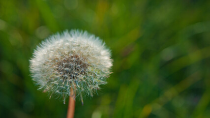 Wall Mural - Dandelion on a blurred green background.