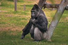 Full Body Portrait Of Gorilla In A Wildlife, Silverback Gorilla Sitting On The Grass Leaning On A Tree
