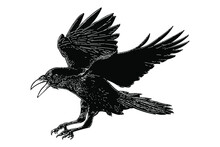 Raven Flying Hand Drawn Vector Illustration Isolated On White Background