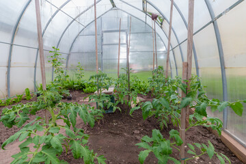 Grows a green small cucumber - Cucumis sativus