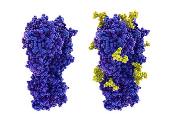 Wall Mural - Molecular model of influenza virus hemagglutinin