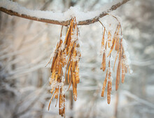 A Maple Branch With Yellow Seeds Covered With Fluffy Snowflakes
