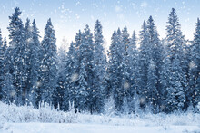 Beautiful Winter Forest With Falling Snow.