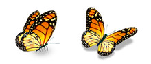 Color Monarch Butterflies, Isolated On The White Background