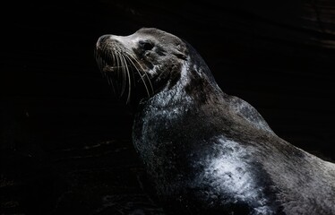 Wall Mural - Sea lion