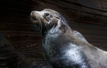 Wall Mural - Sea lion