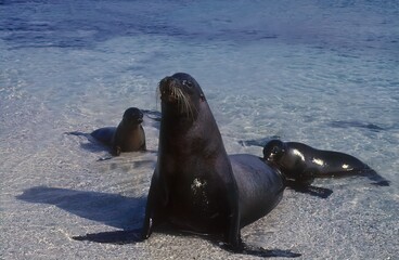 Wall Mural - Sea lion