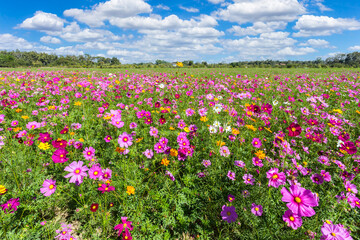 Wall Mural - colorful cosmos blooming in the beautiful garden flowers on hill landscape mountain.