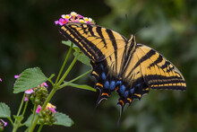 Two-tailed Swallowtail, Papilio Multicaudata