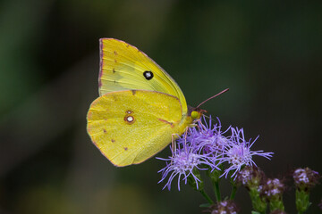 southern dogface, zerene cesonia