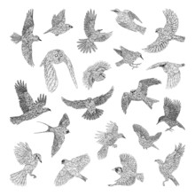 Collection Of Monochrome Illustrations Of Birds In Sketch Style. Hand Drawings In Art Ink Style. Black And White Graphics.