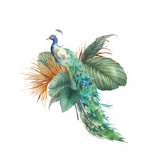 Watercolor Peacock And Tropical Leaves. Isolated Composition With Palm Tree Leaves And Exotic Bird