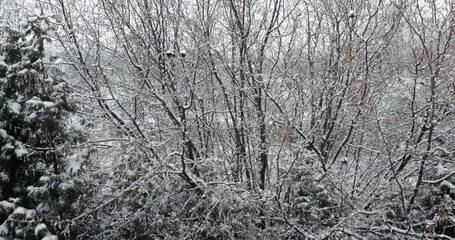 Wall Mural - Falling snow in winter, forest edge