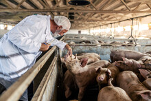 A Senior Veterinarian Is Standing At The Pig Farm And Checking On The Pig's Health. Regular Control Is Important To Prevent Diseases And Illnesses. Veterinarian Checking On Pigs.