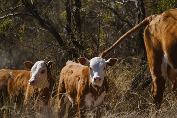 Poster - Hereford beef calves in autumn pasture of Texas ranch, range cattle.