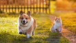 cute fluffy cat sitting on the grass in a sunny summer garden and looks at a running corgi dog