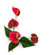 Bouquet of tropical red flowers as heart and leaves Anthurium ( tailflower, flamingo flower, laceleaf ) on a white background with space for text. Top view, flat lay
