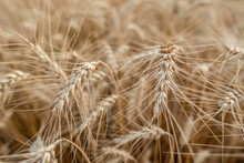 Blurred Grain Background. Summer Orange Grain On Field