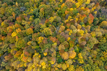 Poster - Aerial landscape from drone on autumn forest