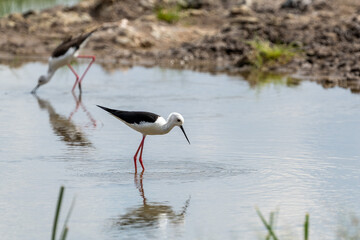 black winged stilt