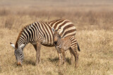 Fototapeta Sawanna - zebra in the serengeti