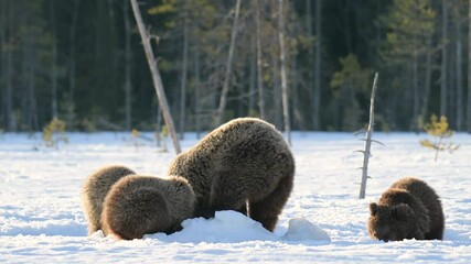 Wall Mural - Brown bear mother and her three year old cubs digging the snow trying to find something to eat

